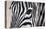 Zebra Eyes-Sarah Stribbling-Stretched Canvas