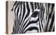 Zebra Eyes-Sarah Stribbling-Stretched Canvas