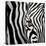 Zebra Face-Cherie Roe Dirksen-Premier Image Canvas