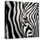 Zebra Face-Cherie Roe Dirksen-Premier Image Canvas