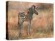 Zebra Foal-David Stribbling-Stretched Canvas