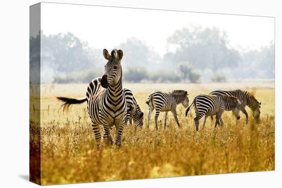 Zebra Herd In The Wild-Donvanstaden-Premier Image Canvas