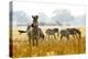 Zebra Herd In The Wild-Donvanstaden-Premier Image Canvas