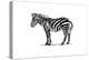 Zebra - Icon-Lantern Press-Stretched Canvas