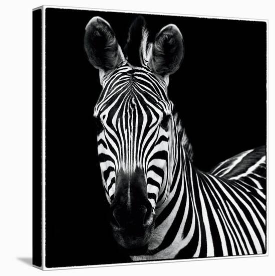 Zebra II Square-Debra Van Swearingen-Stretched Canvas