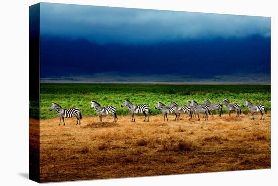 Zebra in a Row-Howard Ruby-Premier Image Canvas