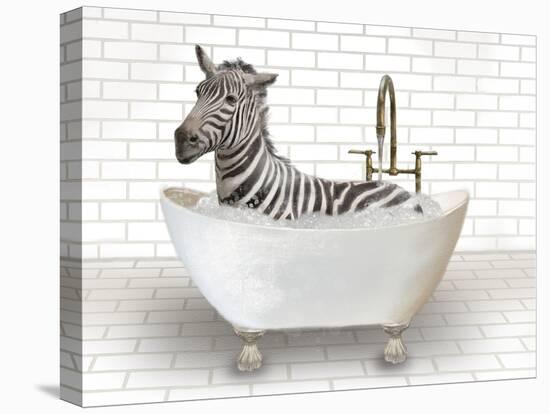Zebra In Bathtub-Matthew Piotrowicz-Stretched Canvas
