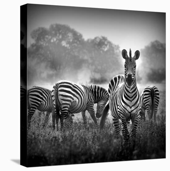 Zebra In Black And White-Donvanstaden-Stretched Canvas