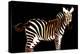 Zebra in Black Horizontal-Ikuko Kowada-Premier Image Canvas