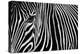 Zebra in Lisbon Zoo-Andy Mumford-Premier Image Canvas