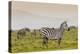 Zebra in National Park. Africa, Kenya-Curioso Travel Photography-Premier Image Canvas