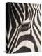 Zebra in Ngorongoro Crater, Tanzania-Paul Souders-Premier Image Canvas
