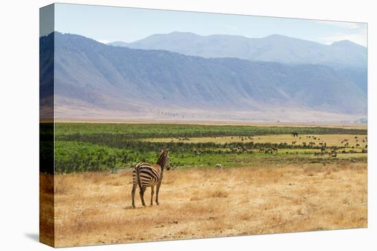 Zebra in Ngorongoro-kjekol-Premier Image Canvas