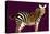 Zebra in Purple Horizontal-Ikuko Kowada-Premier Image Canvas