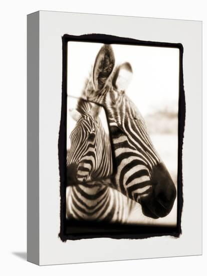 Zebra in the Mirror 2-Theo Westenberger-Premier Image Canvas