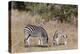 Zebra, Khwai Concession, Okavango Delta, Botswana, Africa-Sergio-Premier Image Canvas