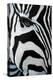 Zebra Long Face-Cherie Roe Dirksen-Premier Image Canvas