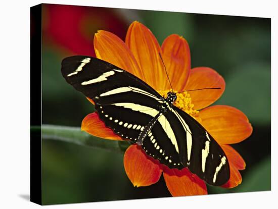 Zebra Longwing Butterfly, Selva Verde, Costa Rica-Charles Sleicher-Premier Image Canvas