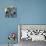 Zebra Love-Cherie Roe Dirksen-Premier Image Canvas displayed on a wall