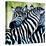 Zebra Love-Cherie Roe Dirksen-Premier Image Canvas