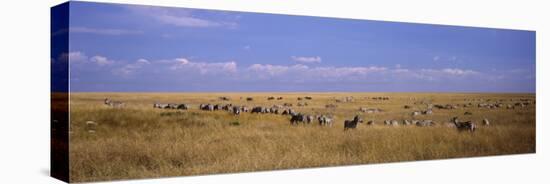 Zebra Migration, Masai Mara National Reserve, Kenya-null-Premier Image Canvas