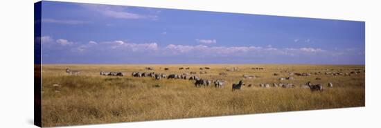 Zebra Migration, Masai Mara National Reserve, Kenya-null-Premier Image Canvas