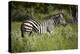 Zebra, Moremi Game Reserve, Botswana, Africa-David Wall-Premier Image Canvas