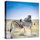 Zebra Mother and Her Foal in Etosha National Park,Namibia-brytta-Premier Image Canvas