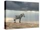 Zebra on Stone in Africa, National Park of Kenya-Volodymyr Burdiak-Premier Image Canvas