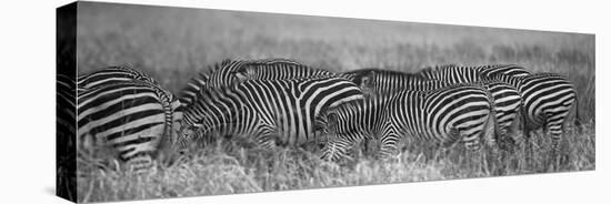 Zebra Patterns-Scott Bennion-Stretched Canvas