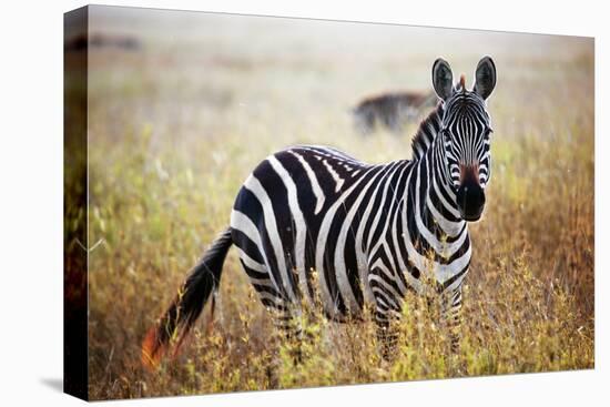 Zebra Portrait On African Savanna. Safari In Serengeti, Tanzania-Michal Bednarek-Premier Image Canvas