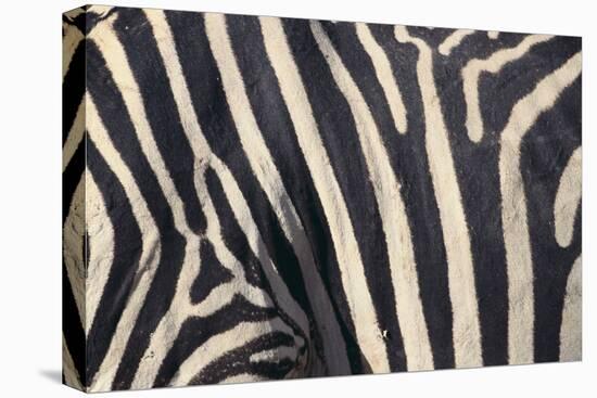 Zebra Stripes-DLILLC-Premier Image Canvas