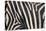 Zebra Stripes-DLILLC-Premier Image Canvas