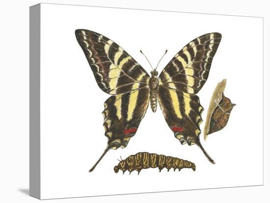 Zebra Swallowtail Butterfly, Caterpillar, and Pupae (Eurytides Marcellus), Insects-Encyclopaedia Britannica-Stretched Canvas