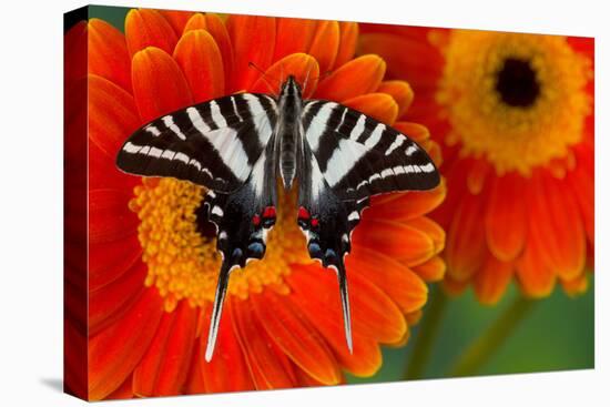 Zebra Swallowtail Butterfly-Darrell Gulin-Premier Image Canvas