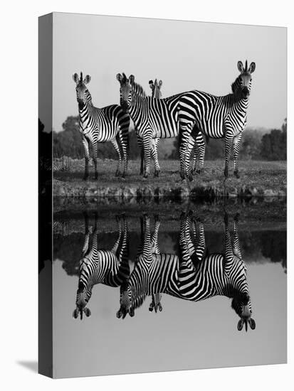 Zebra With Water Reflection-Donvanstaden-Stretched Canvas