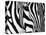 Zebra-null-Premier Image Canvas