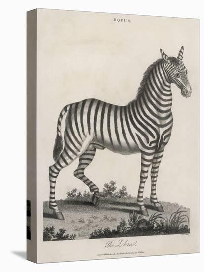 Zebra-J. Pass-Stretched Canvas