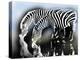 zebra-Whoartnow-Premier Image Canvas