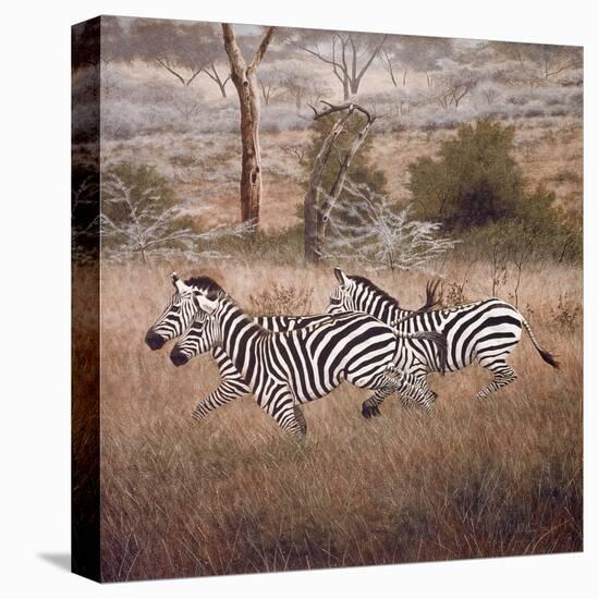 Zebra-David Knowlton-Premier Image Canvas