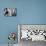 Zebra-Cherie Roe Dirksen-Premier Image Canvas displayed on a wall
