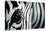 Zebra-Cherie Roe Dirksen-Premier Image Canvas