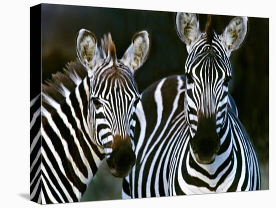 Zebras Africa-null-Premier Image Canvas