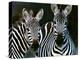 Zebras Africa-null-Premier Image Canvas