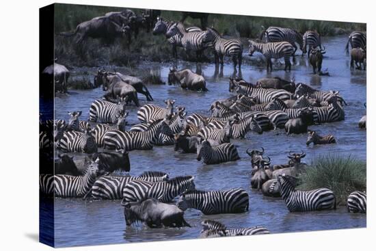 Zebras and Wildebeest at Water Hole-DLILLC-Premier Image Canvas