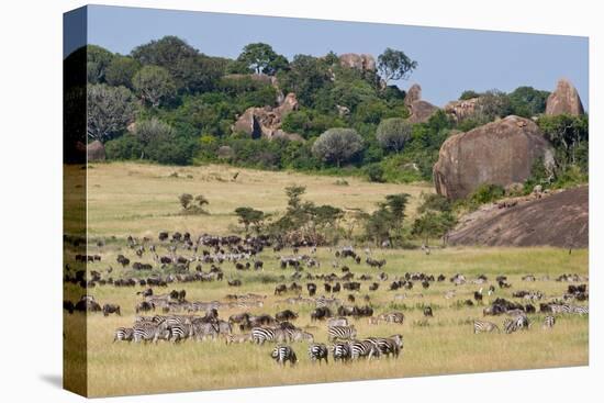 Zebras and Wildebeests (Connochaetes Taurinus) During Migration, Serengeti National Park, Tanzania-null-Stretched Canvas