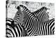 Zebras at Dawn-null-Stretched Canvas