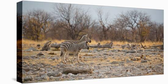 Zebras at Sunrise-Alex Saberi-Premier Image Canvas