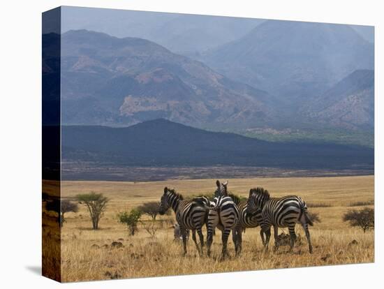 Zebras at the Nechisar National Park, Ethiopia, Africa-Michael Runkel-Premier Image Canvas