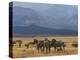 Zebras at the Nechisar National Park, Ethiopia, Africa-Michael Runkel-Premier Image Canvas